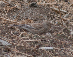 Linaria flavirostris