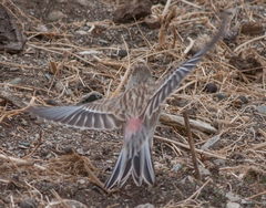 Linaria flavirostris