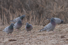 Columba rupestris