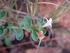 Dyschoriste setigera