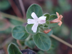 Dyschoriste setigera