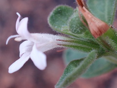 Dyschoriste setigera