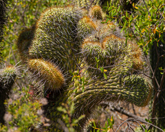 Trichocereus chiloensis