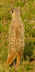 Suricata suricatta