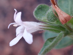 Dyschoriste setigera