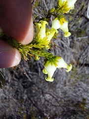 Erica daphniflora
