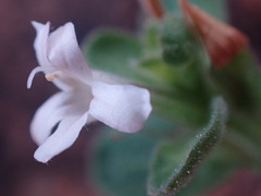 Dyschoriste setigera