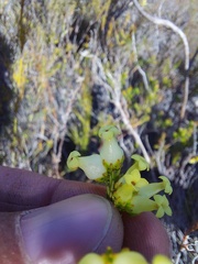 Erica daphniflora