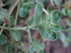 Dyschoriste setigera