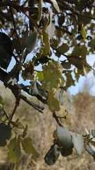 Dryomyia lichtensteinii