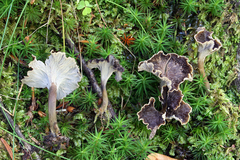 Craterellus pusillus