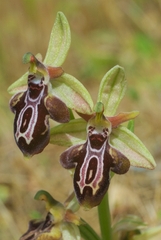 Ophrys cretica