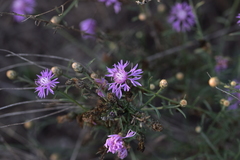 Centaurea glaberrima divergens