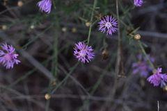 Centaurea glaberrima divergens