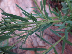 Polygala uncinata