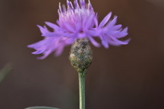 Centaurea glaberrima divergens