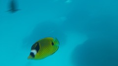 Chaetodon lunula