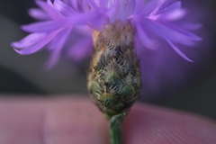 Centaurea glaberrima divergens