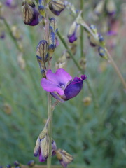 Polygala uncinata