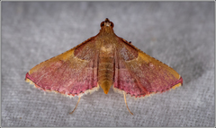 Endotricha mesenterialis