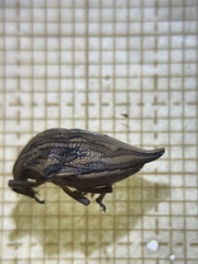 Odontotarsus
