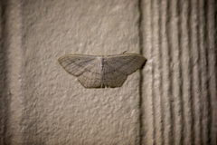 Scopula perlata