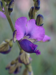 Polygala uncinata