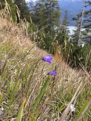 Campanula scheuchzeri