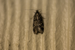 Barea codrella