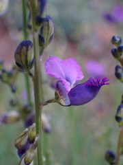 Polygala uncinata