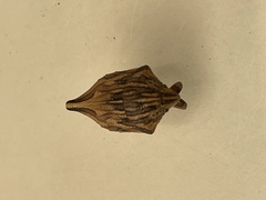 Odontotarsus