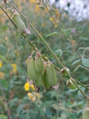 Crotalaria longirostrata