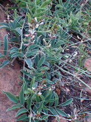 Ophrestia oblongifolia