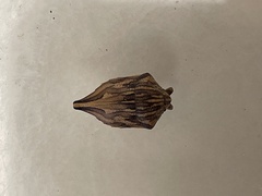 Odontotarsus
