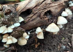 Crepidotus