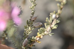 Indigofera brachystachya