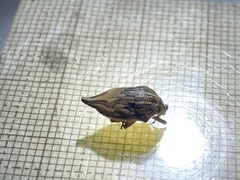 Odontotarsus