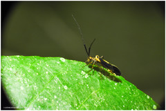 Dictyopsocus pennicornis