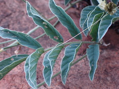 Ophrestia oblongifolia