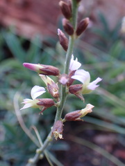 Ophrestia oblongifolia