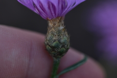 Centaurea glaberrima divergens