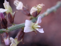 Ophrestia oblongifolia