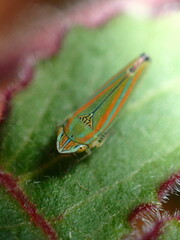 Graphocephala versuta