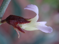 Ophrestia oblongifolia