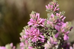 Indigofera brachystachya
