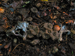 Craterellus pusillus