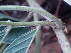 Ophrestia oblongifolia