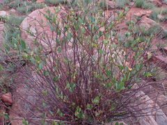 Cryptolepis oblongifolia