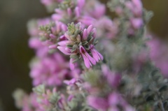Indigofera brachystachya