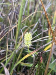 Tofieldia calyculata